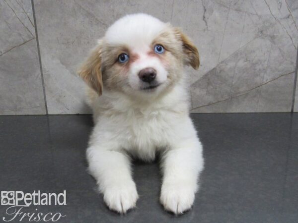 Toy Australian Shepherd-DOG-Female--24961-Petland Frisco & Mckinney, Texas