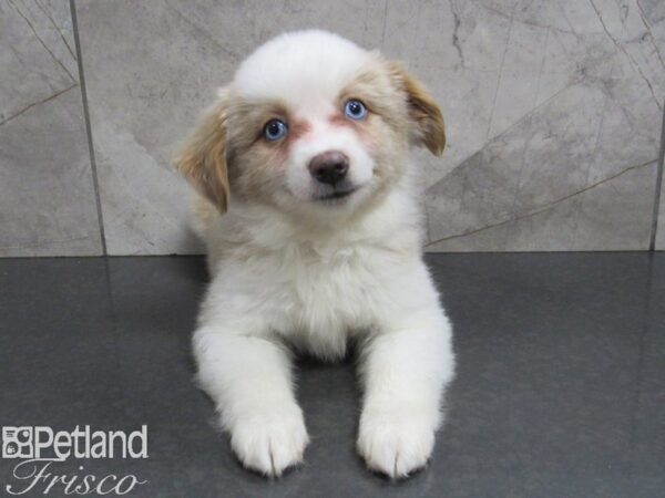 Toy Australian Shepherd DOG Female 24961 Petland Frisco, Texas