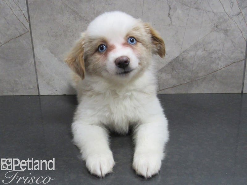 Toy Australian Shepherd-DOG-Female--2653066-Petland Frisco, Texas