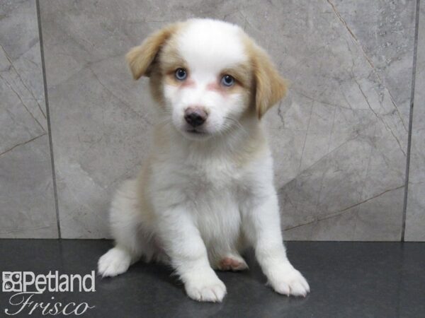 Toy Australian Shepherd DOG Female 24960 Petland Frisco, Texas