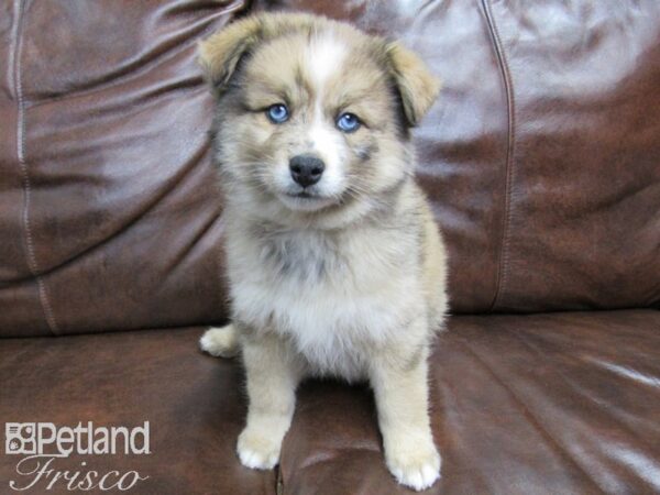 Pomsky DOG Male Sable Merle 24979 Petland Frisco, Texas