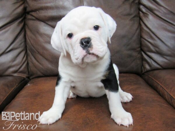 English Bulldog DOG Male Black and White 24977 Petland Frisco, Texas