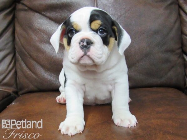 English Bulldog DOG Male Black Tri 24976 Petland Frisco, Texas