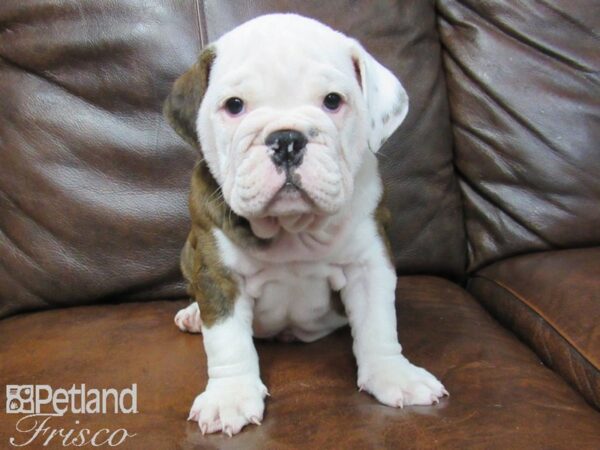 English Bulldog DOG Male Brindle and White 24975 Petland Frisco, Texas