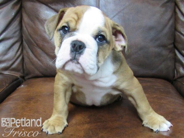 English Bulldog DOG Male Red and White 24974 Petland Frisco, Texas