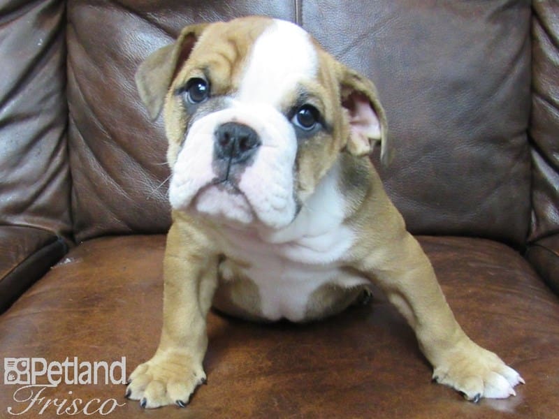 English Bulldog-DOG-Male-Red and White-2656769-Petland Frisco, Texas