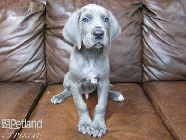 Great Dane DOG Male Blue 24973 Petland Frisco, Texas