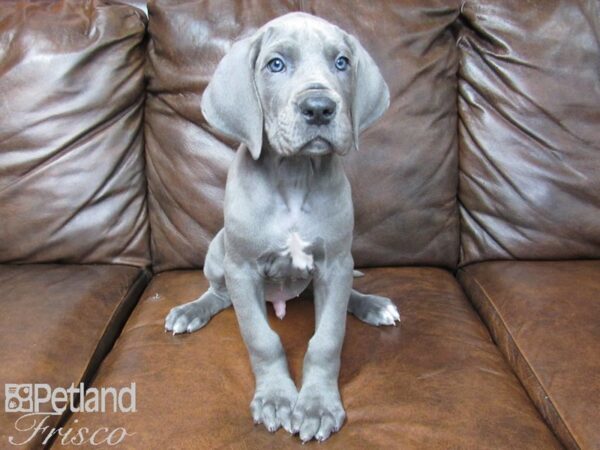 Great Dane-DOG-Male-Blue-24973-Petland Frisco & Mckinney, Texas