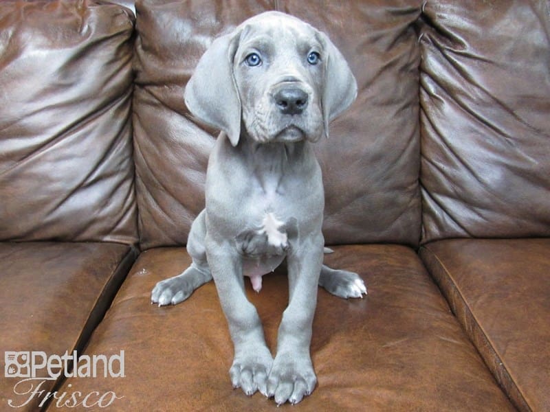 Great Dane-DOG-Male-Blue-2656703-Petland Frisco, Texas