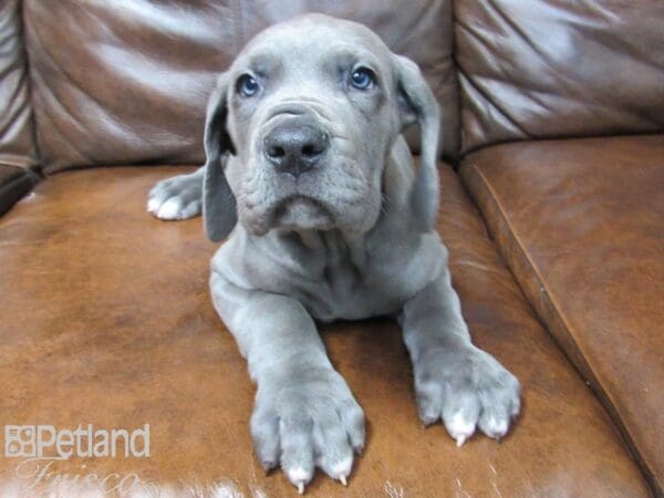 Great Dane DOG Male Blue 24972 Petland Frisco, Texas