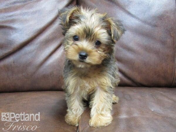 Yorkshire Terrier-DOG-Female-Red and Black-24971-Petland Frisco, Texas