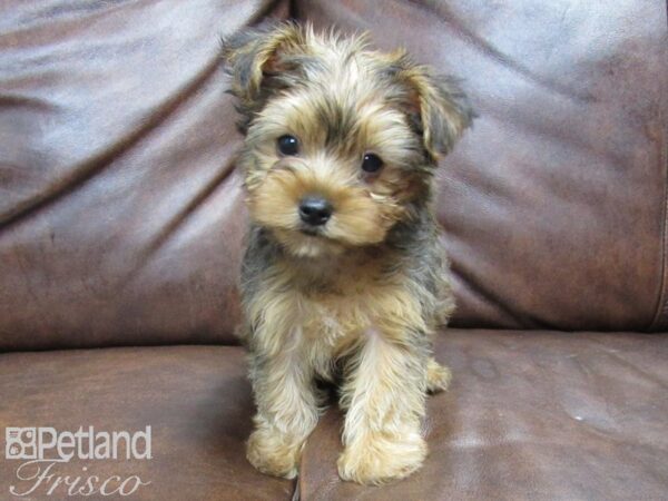 Yorkshire Terrier DOG Female Red and Black 24971 Petland Frisco, Texas