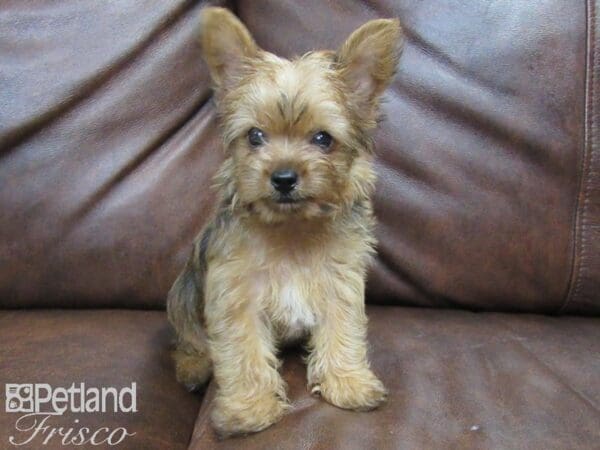 Yorkshire Terrier DOG Male Red and Black 24970 Petland Frisco, Texas