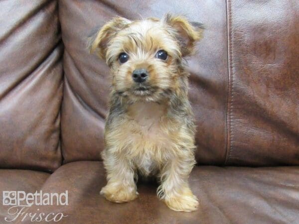 Yorkshire Terrier DOG Male Red and Black 24969 Petland Frisco, Texas