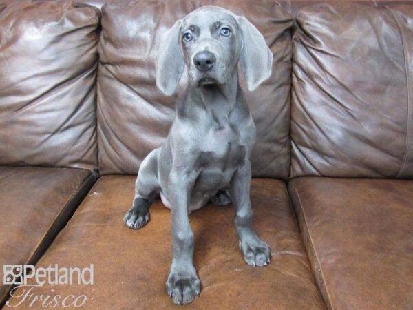 Weimaraner DOG Male Blue 24968 Petland Frisco, Texas