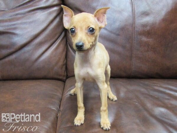 Miniature Pinscher DOG Female Red 24967 Petland Frisco, Texas