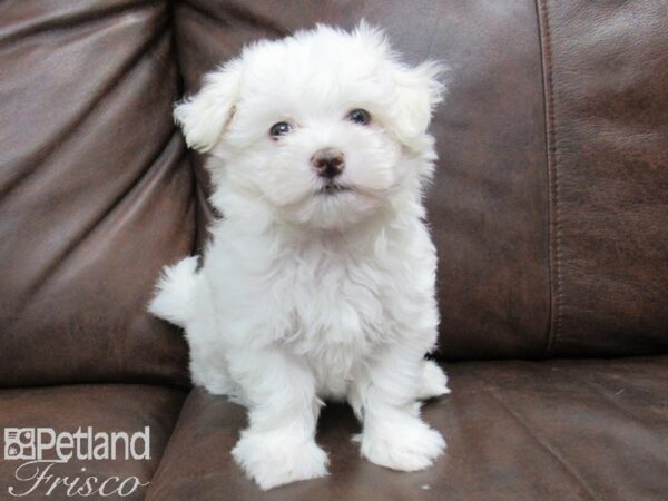 Maltese DOG Female White 24966 Petland Frisco, Texas