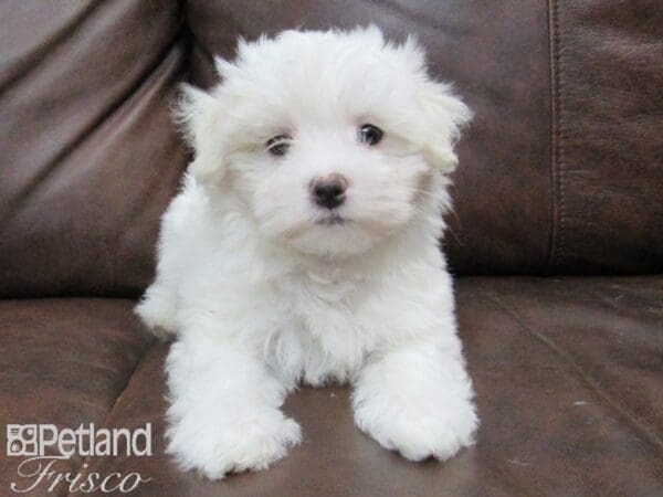 Maltese-DOG-Female-White-24965-Petland Frisco, Texas