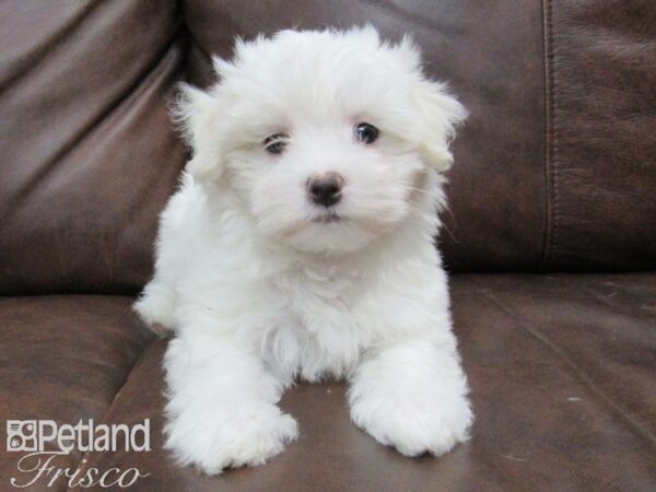 Maltese DOG Female White 24965 Petland Frisco, Texas