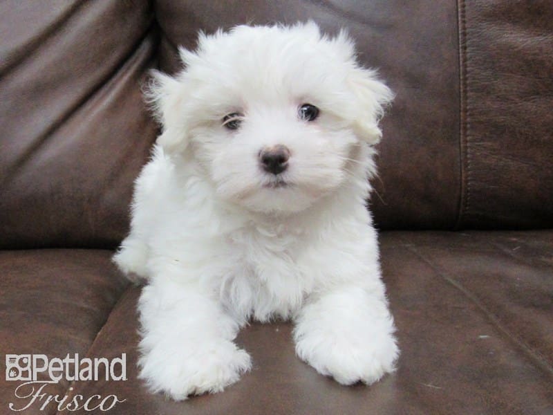 Maltese-DOG-Female-White-2655808-Petland Frisco, Texas