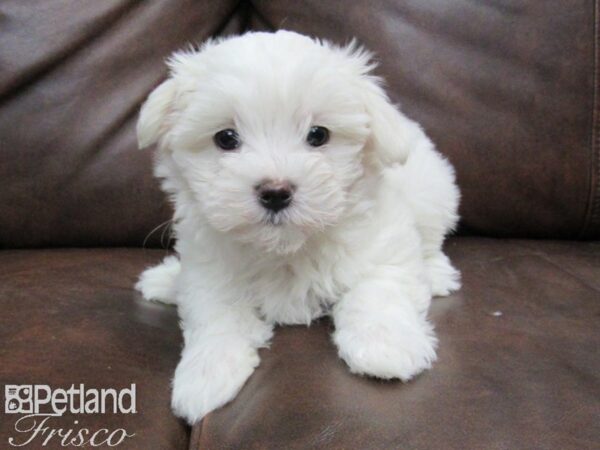 Maltese DOG Male White 24964 Petland Frisco, Texas