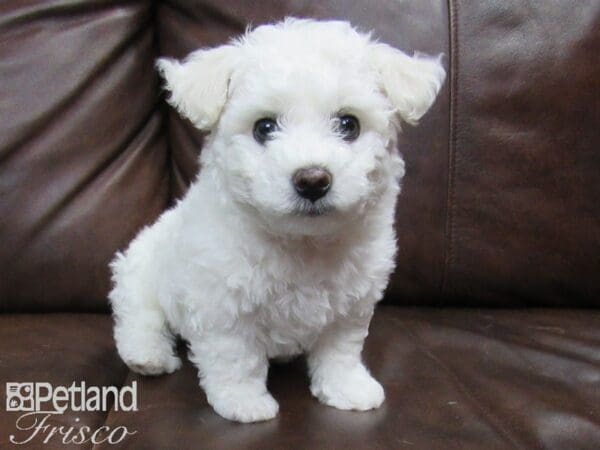 Bichon Frise-DOG-Male-White-24963-Petland Frisco, Texas