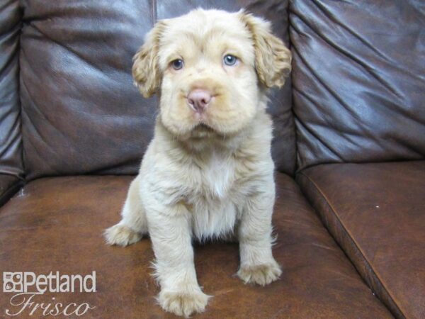 Mini Hippo DOG Female BUFF 25051 Petland Frisco, Texas