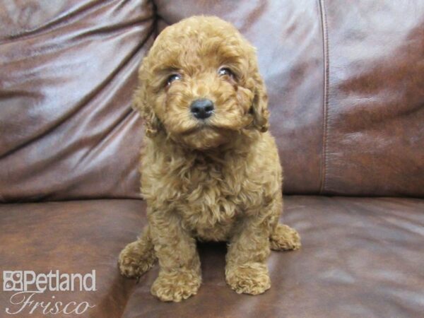 Miniature Poodle DOG Male RED 25045 Petland Frisco, Texas