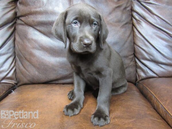 Labrador Retriever DOG Male Chocolate 25038 Petland Frisco, Texas