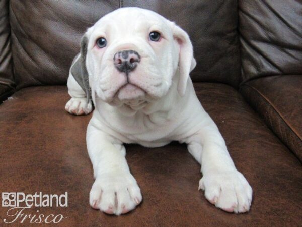 Old English Bulldog DOG Female BLUE WHITE 25044 Petland Frisco, Texas