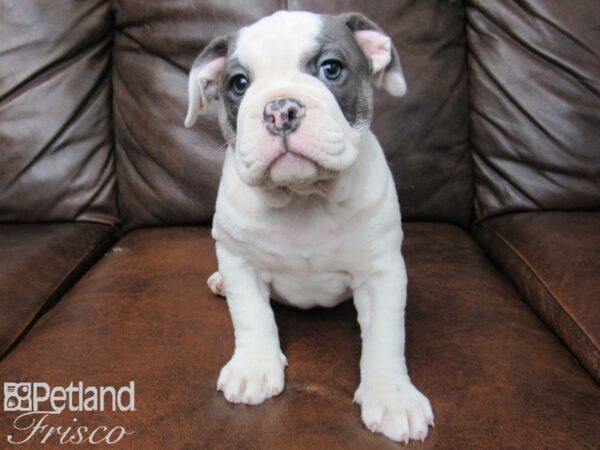 Old English Bulldog DOG Female BLUE WHITE 25043 Petland Frisco, Texas