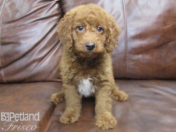 Goldendoodle Mini 2nd Gen DOG Male Red 25034 Petland Frisco, Texas