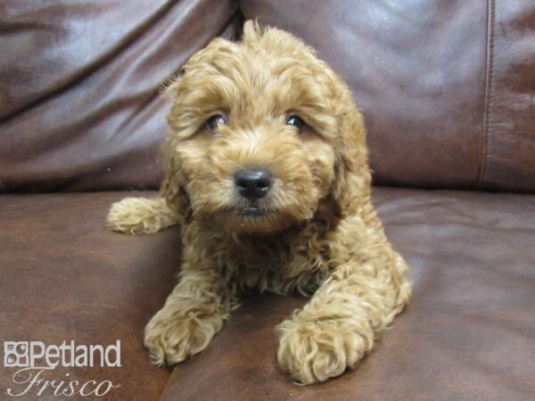 Goldendoodle Mini 2nd Gen DOG Male Red 25030 Petland Frisco, Texas