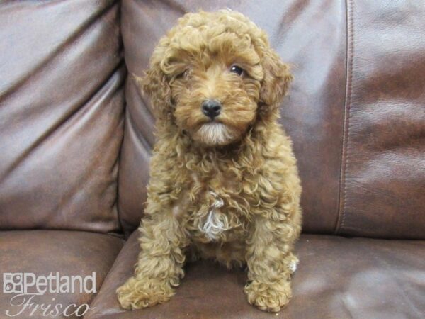 Poodle DOG Female Red 25016 Petland Frisco, Texas