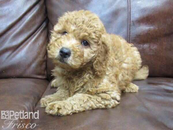 Goldendoodle Mini 2nd Gen-DOG-Female-Red-25026-Petland Frisco & Mckinney, Texas