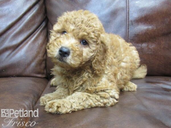 Goldendoodle Mini 2nd Gen DOG Female Red 25026 Petland Frisco, Texas