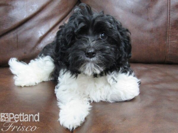 Havanese DOG Female Black 25015 Petland Frisco, Texas