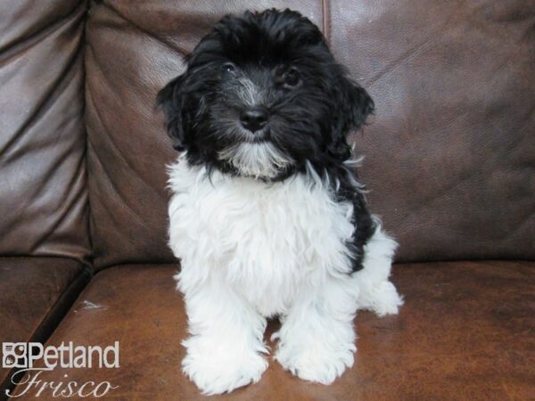 Havanese DOG Female Black/ White 25014 Petland Frisco, Texas