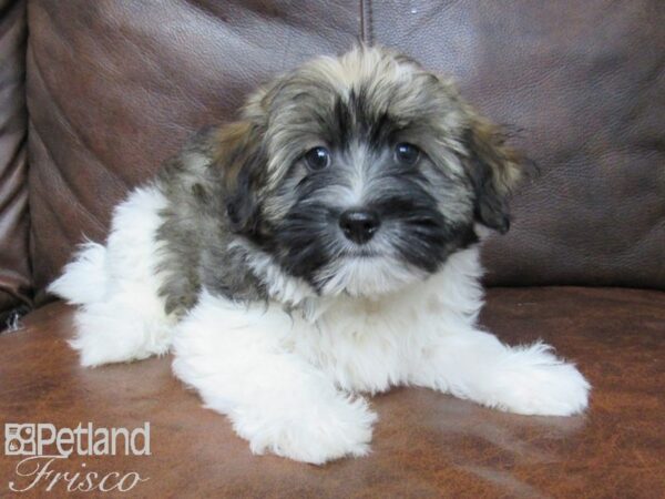 Havanese DOG Male Tri 25013 Petland Frisco, Texas