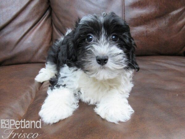 Havanese DOG Male Black and White 25012 Petland Frisco, Texas