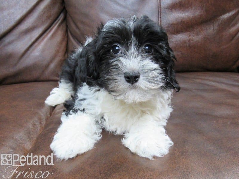 Havanese-DOG-Male-Black and White-2663221-Petland Frisco, Texas