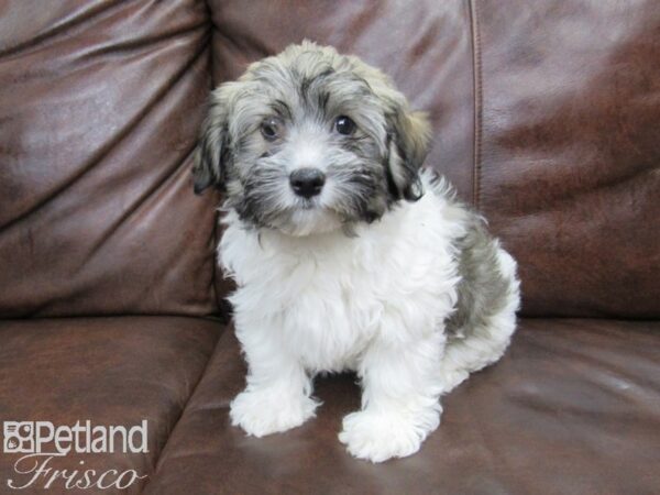 Havanese DOG Female Tri 25011 Petland Frisco, Texas