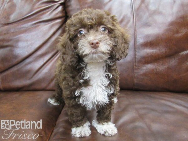 Poovanese DOG Female Chocolate 25010 Petland Frisco, Texas