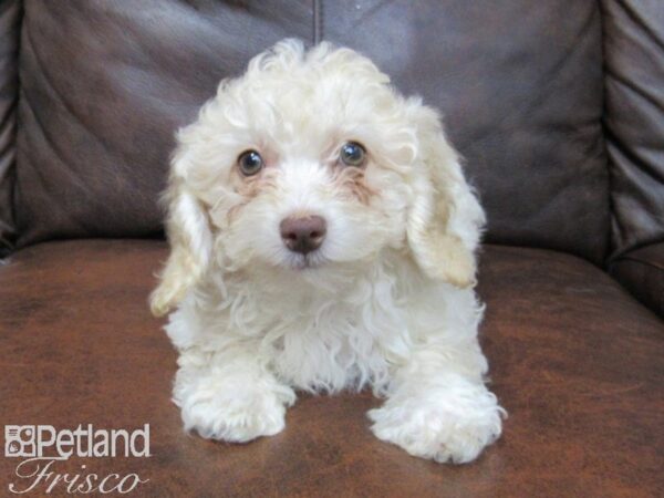 Poovanese DOG Male Tan 25009 Petland Frisco, Texas