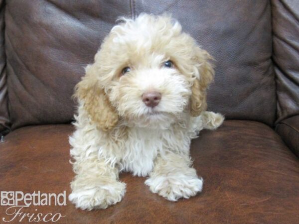 Poovanese DOG Male Tan 25008 Petland Frisco, Texas