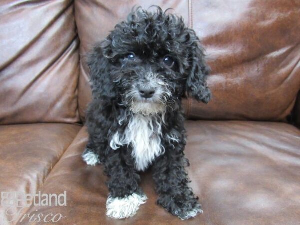 Poovanese DOG Male Black and White 25007 Petland Frisco, Texas