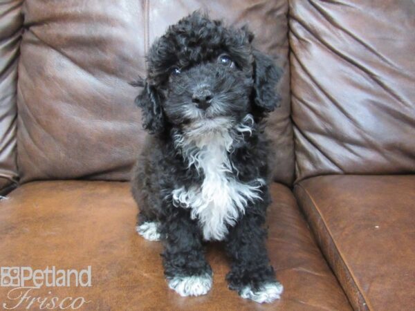 Poovanese-DOG-Male-Black-25006-Petland Frisco, Texas