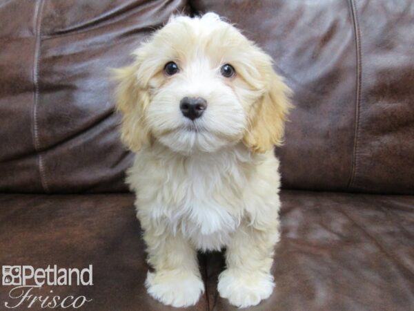 Poovanese DOG Male Black/ Tan 25005 Petland Frisco, Texas