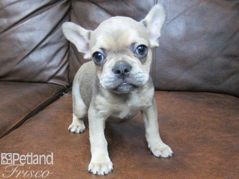 French Bulldog-DOG-Female-Sable and Blue-2663100-Petland Frisco, Texas