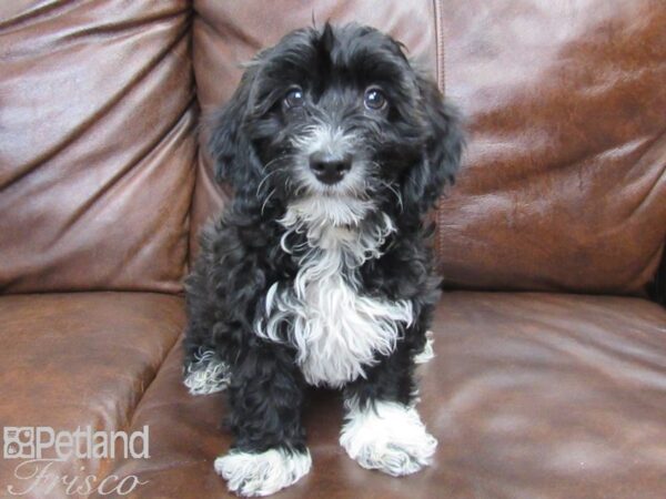 Poovanese DOG Male Black 25004 Petland Frisco, Texas